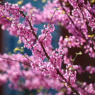 Nature spring PC wallpaper