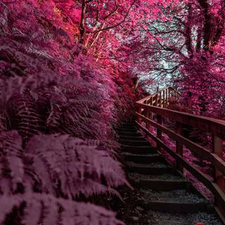 Nature spring PC wallpaper