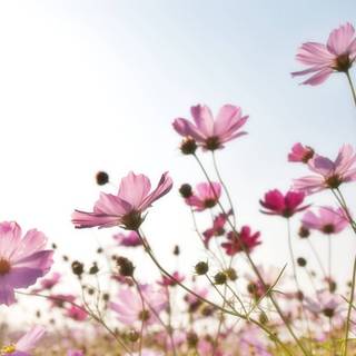 Pink summer PC wallpaper