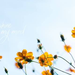 Spring preppy flowers laptop wallpaper