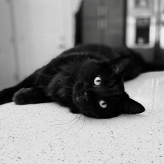 Cat black 4k wallpaper