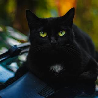 Cat black 4k wallpaper