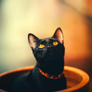 Cat black 4k wallpaper