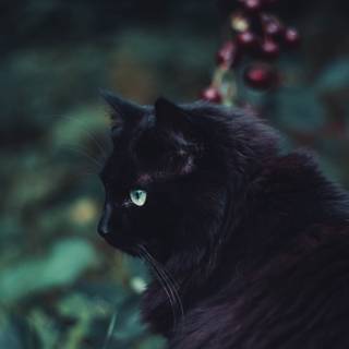 Cat black 4k wallpaper