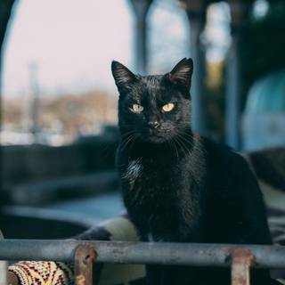 Cat black 4k wallpaper