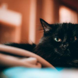 Cat black 4k wallpaper