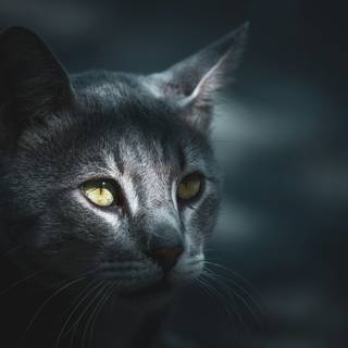 Cat black 4k wallpaper