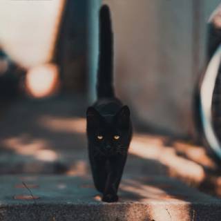 Cat black 4k wallpaper