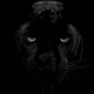 Cat black 4k wallpaper