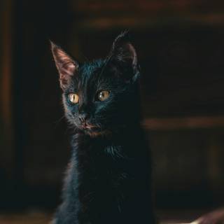 Cat black 4k wallpaper