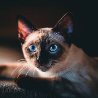 Cat black 4k wallpaper