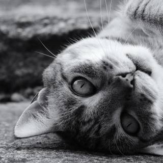 Cat black 4k wallpaper