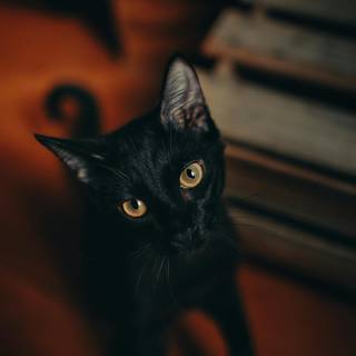 Cat black 4k wallpaper