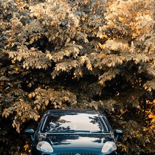 Fiat phone wallpaper