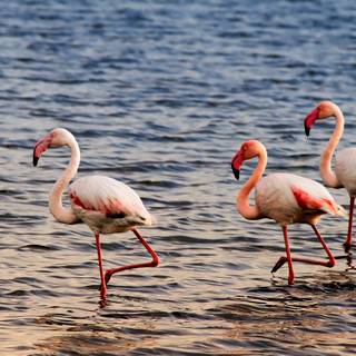 Flamingo desktop wallpaper