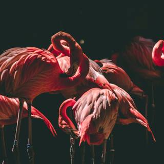 Flamingo desktop wallpaper