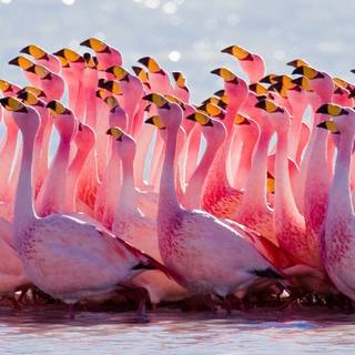 Flamingo desktop wallpaper