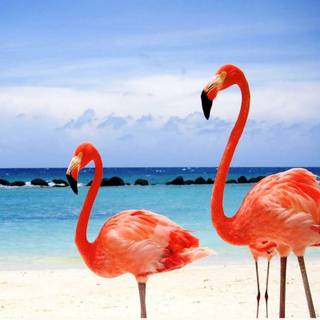 Flamingo desktop wallpaper