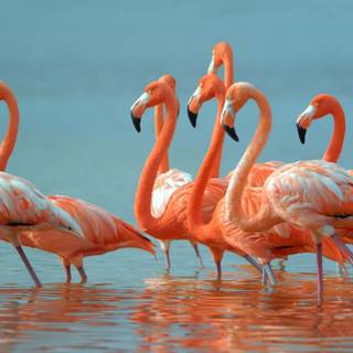 Flamingo desktop wallpaper