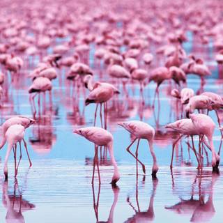 Flamingo desktop wallpaper