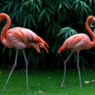 Flamingo desktop wallpaper