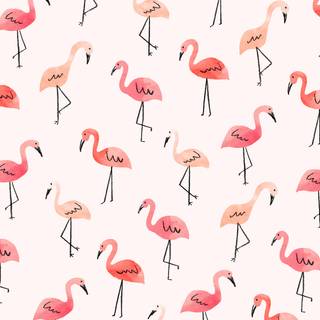 Flamingo desktop wallpaper