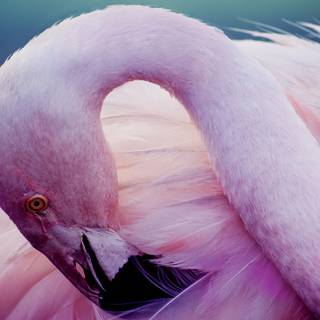 Flamingo desktop wallpaper