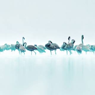 Flamingo desktop wallpaper