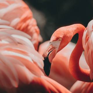 Flamingo desktop wallpaper