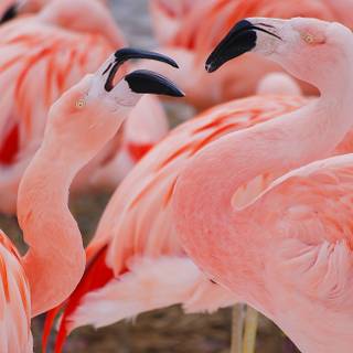 Flamingo desktop wallpaper