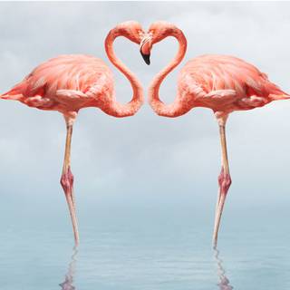 Flamingo desktop wallpaper