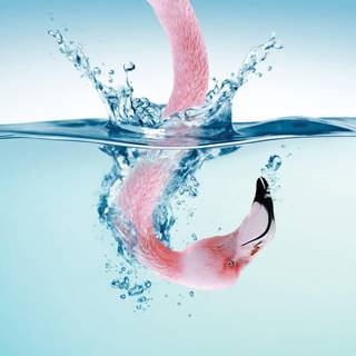 Flamingo desktop wallpaper