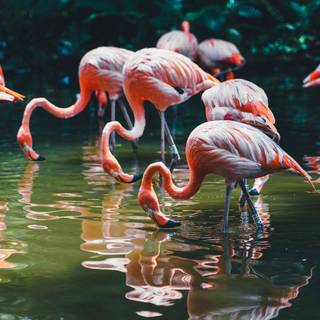 Flamingo desktop wallpaper