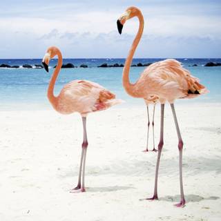 Flamingo desktop wallpaper