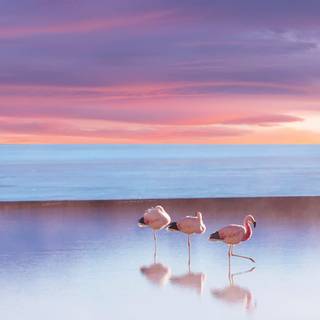 Flamingo desktop wallpaper