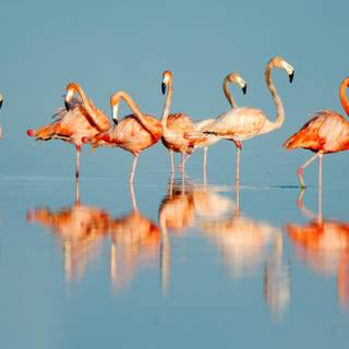 Flamingo desktop wallpaper