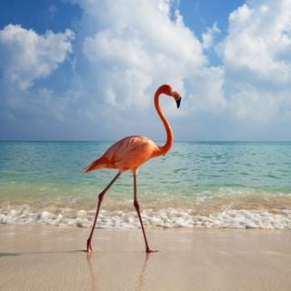 Flamingo desktop wallpaper