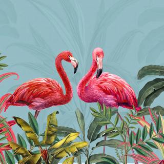 Flamingo desktop wallpaper