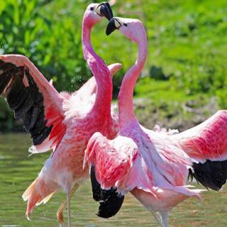 Flamingo desktop wallpaper