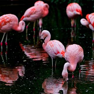 Flamingo desktop wallpaper