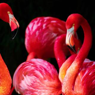 Flamingo desktop wallpaper