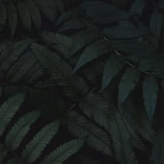 Dark green mobile wallpaper