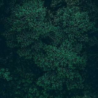 Dark green mobile wallpaper