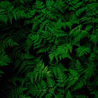 Dark green mobile wallpaper