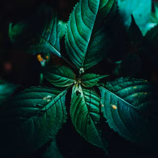 Dark green mobile wallpaper