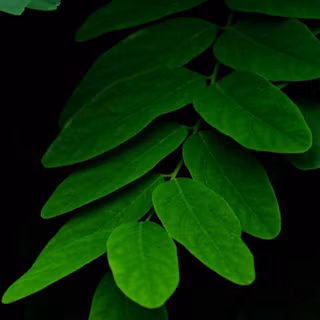 Dark green mobile wallpaper