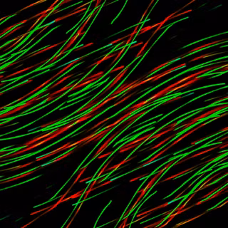 Dark green mobile wallpaper