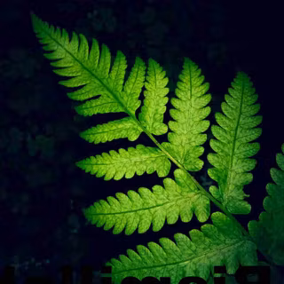 Dark green mobile wallpaper