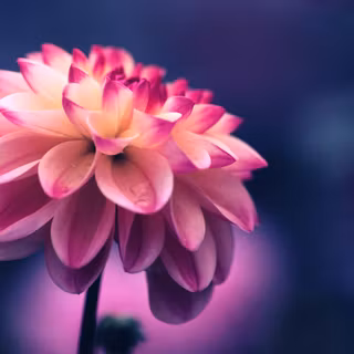 Flower bloom wallpaper