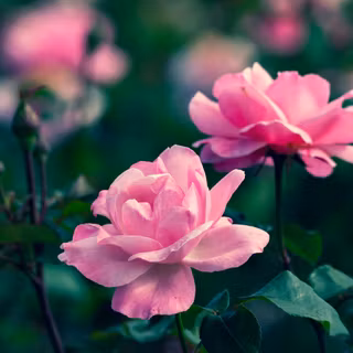 Flower bloom wallpaper